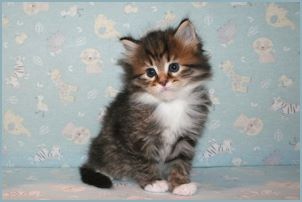 Male Siberian Kitten from Deedlebug Siberians